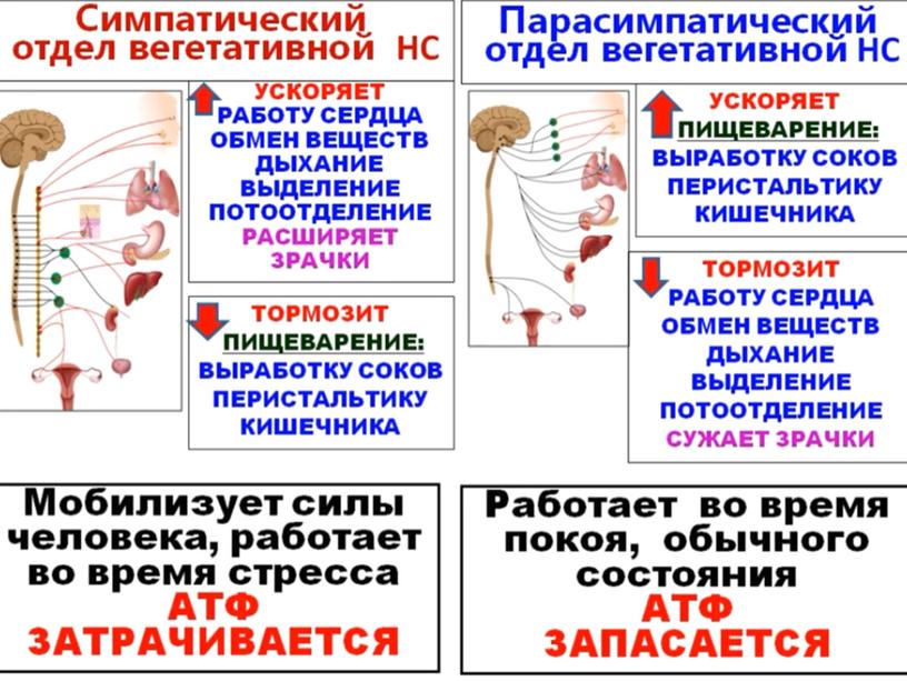 Нервная система