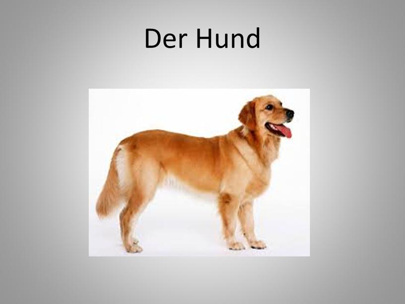 Der Hund