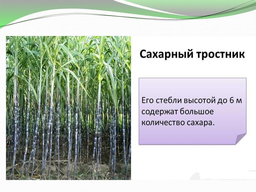 Презентация по биологии на тему "Семейство злаковые" 6класс