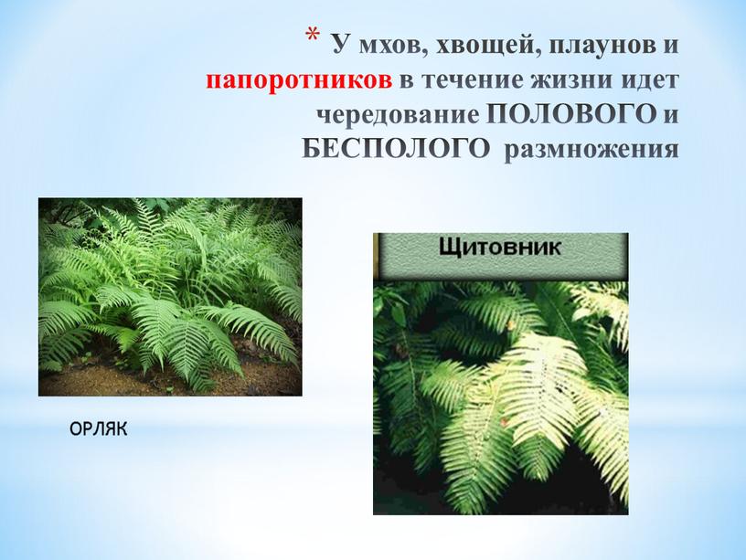 У мхов, хвощей, плаунов и папоротников в течение жизни идет чередование