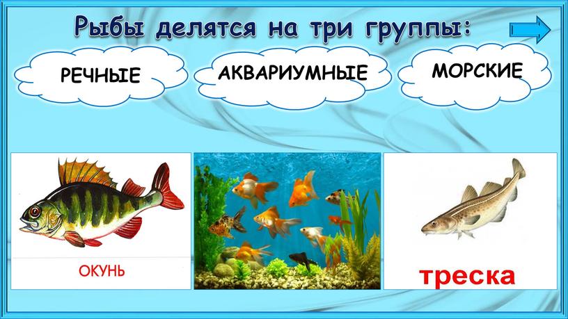 Рыбы делятся на три группы: