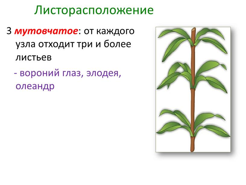 Листорасположение 3 мутовчатое : от каждого узла отходит три и более листьев - вороний глаз, элодея, олеандр