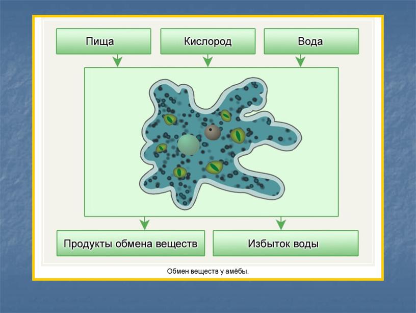 Презентация к уроку "Органы дыхания и газообмен"