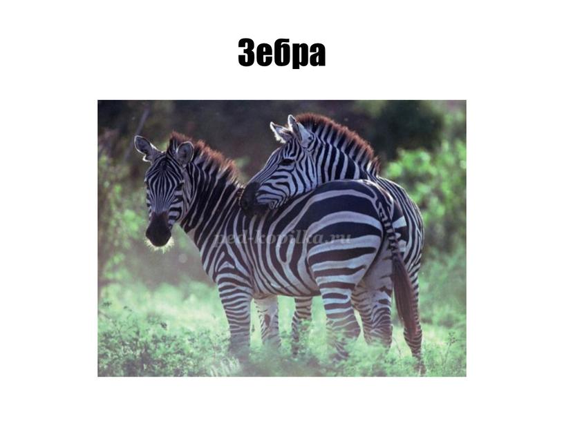 Зебра