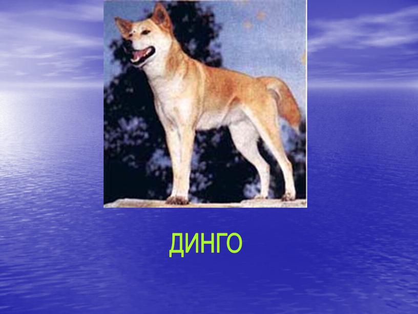 ДИНГО