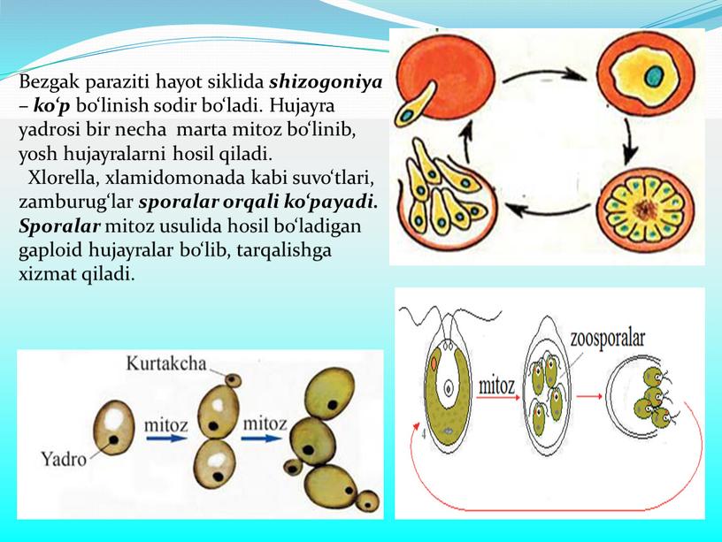 Infuzoriya tufelkaning binar bo‘linishi