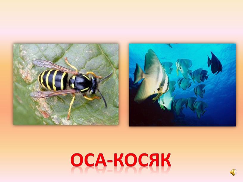 Оса-косяк