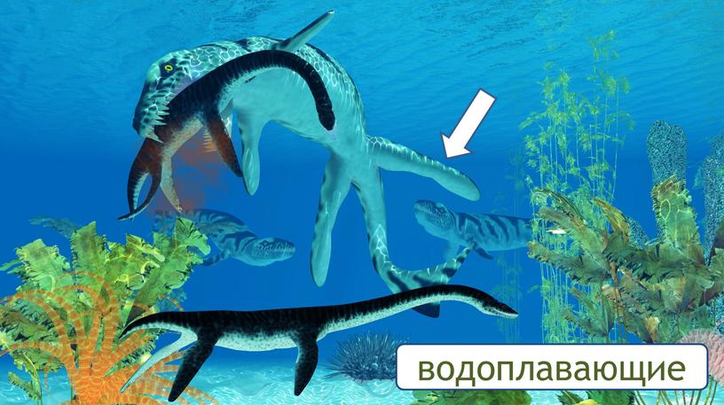 водоплавающие