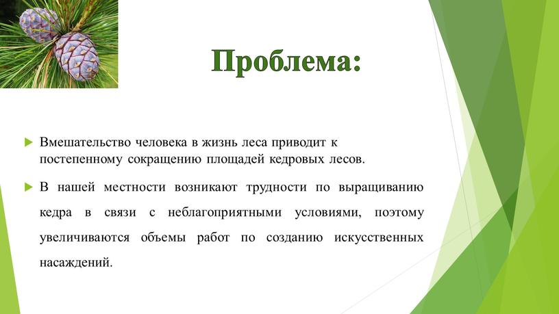 Проблема: Вмешательство человека в жизнь леса приводит к постепенному сокращению площадей кедровых лесов