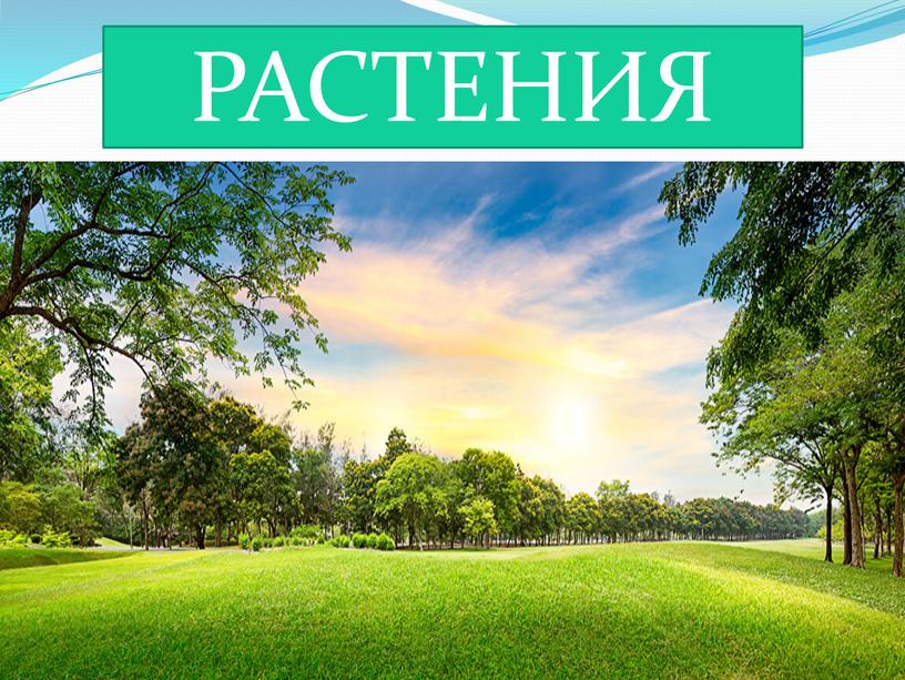 РАСТЕНИЯ