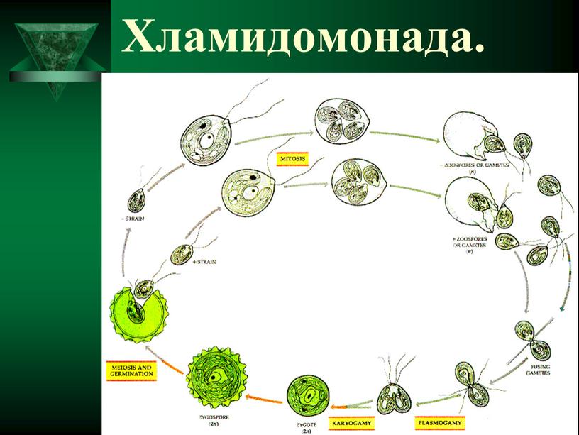 Хламидомонада.