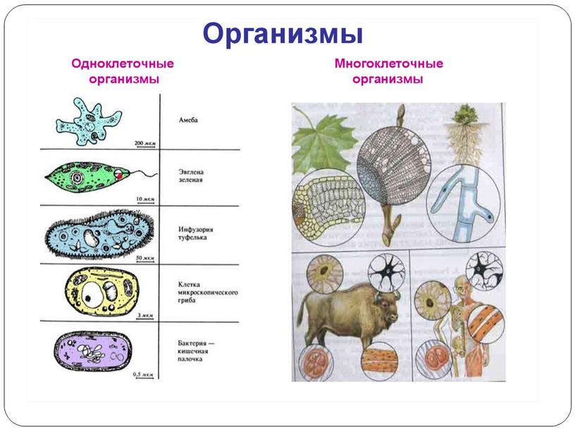 Презентация по окружающему миру по теме "Разнообразие животных".