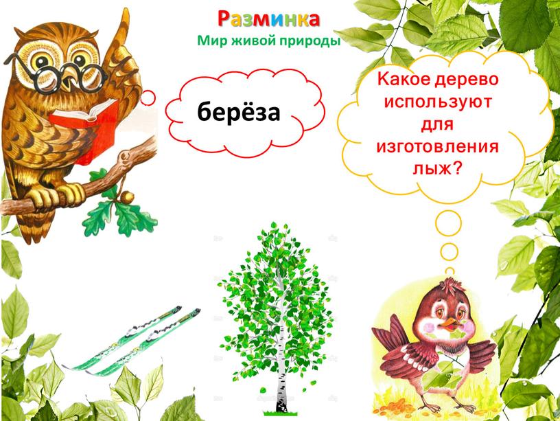 Разминка Мир живой природы Какое дерево используют для изготовления лыж? берёза