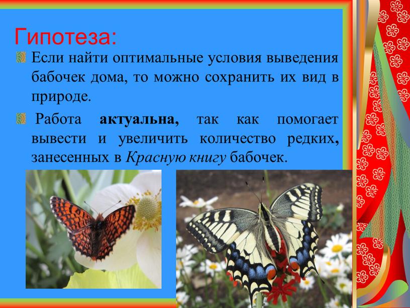 Гипотеза: Если найти оптимальные условия выведения бабочек дома, то можно сохранить их вид в природе