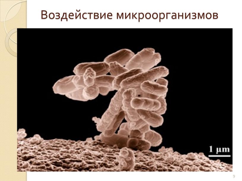 Воздействие микроорганизмов . 9