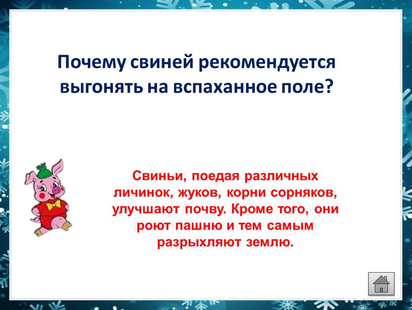 Почему свиней рекомендуется выгонять на вспаханное поле?