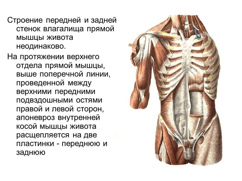 Строение передней и задней стенок влагалища прямой мышцы живота неодинаково