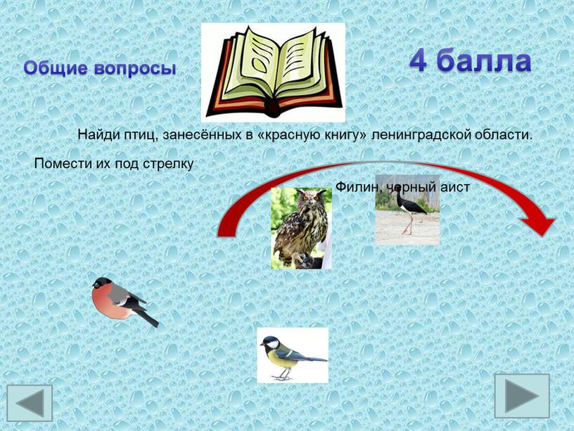 Общие вопросы Найди птиц, занесённых в «красную книгу» ленинградской области