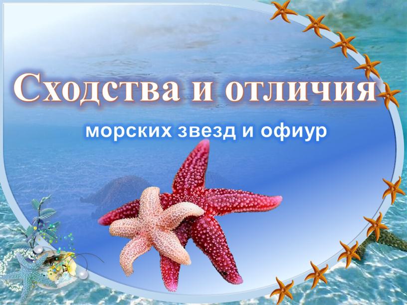 Сходства и отличия морских звезд и офиур