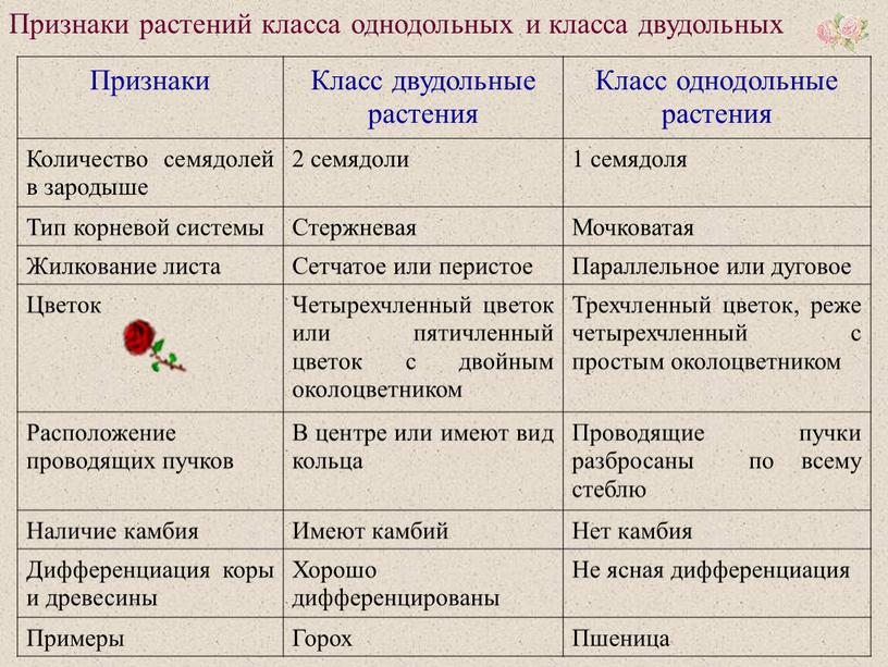 Признаки растений класса однодольных и класса двудольных