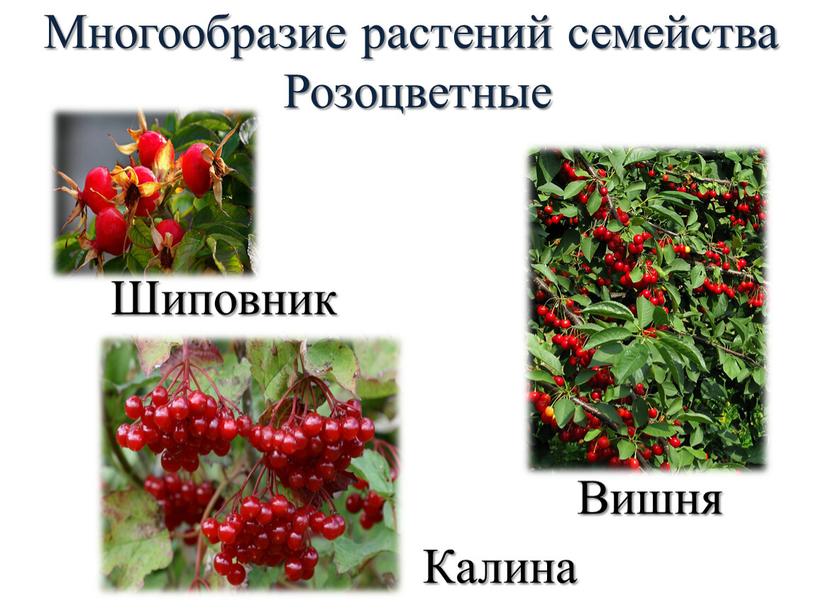 Шиповник Вишня Калина Многообразие растений семейства