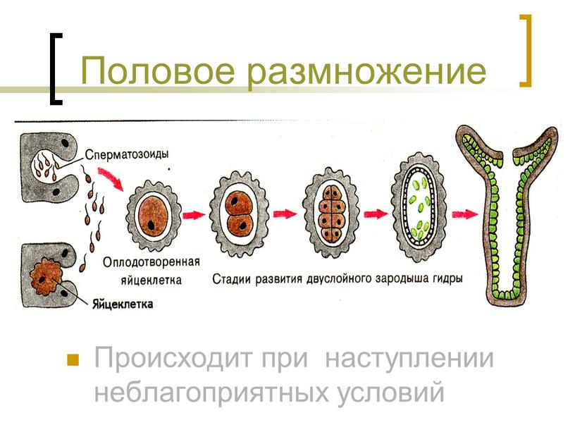 Половое размножение Происходит при наступлении неблагоприятных условий