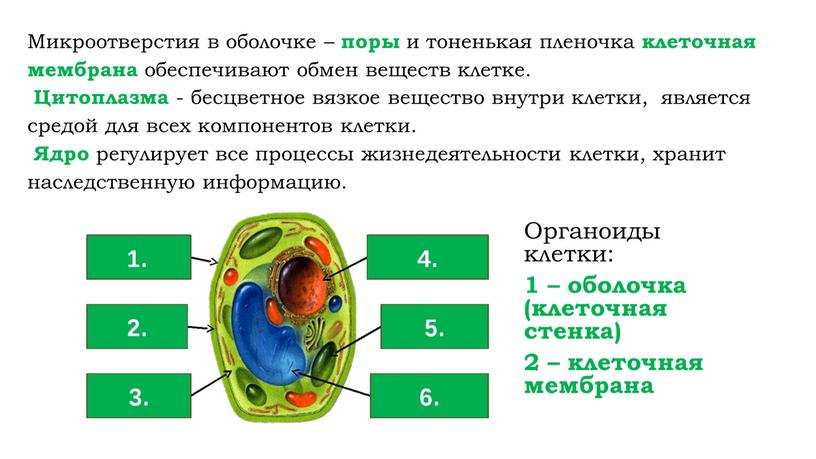 Микроотверстия в оболочке – поры и тоненькая пленочка клеточная мембрана обеспечивают обмен веществ клетке