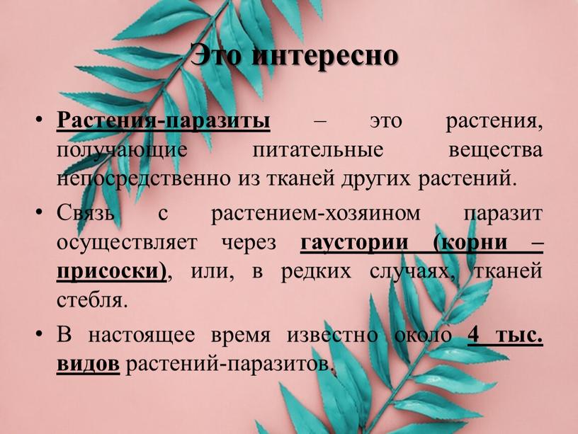 Это интересно Растения-паразиты – это растения, получающие питательные вещества непосредственно из тканей других растений