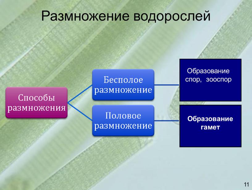 Размножение водорослей Образование спор, зооспор