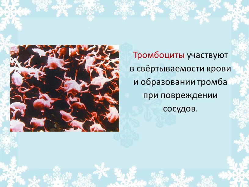 Тромбоциты участвуют в свёртываемости крови и образовании тромба при повреждении сосудов