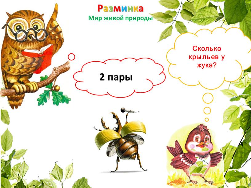 Разминка Мир живой природы Сколько крыльев у жука? 2 пары