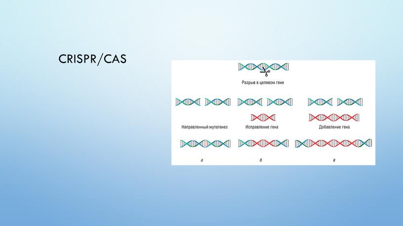CRISPR/Cas