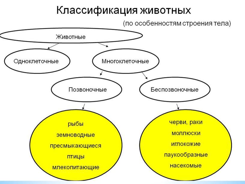 Классификация животных. Земноводные, рептилий.