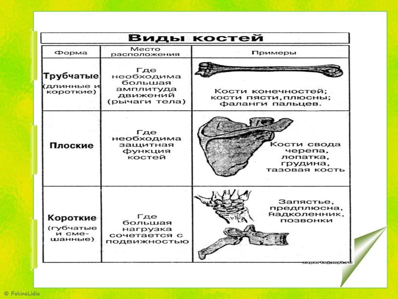 Презентация. Использование  схем и таблиц  на уроках географии и биологии