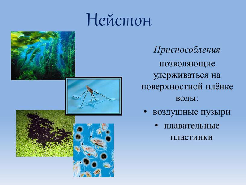 Нейстон Приспособления позволяющие удерживаться на поверхностной плёнке воды: воздушные пузыри плавательные пластинки