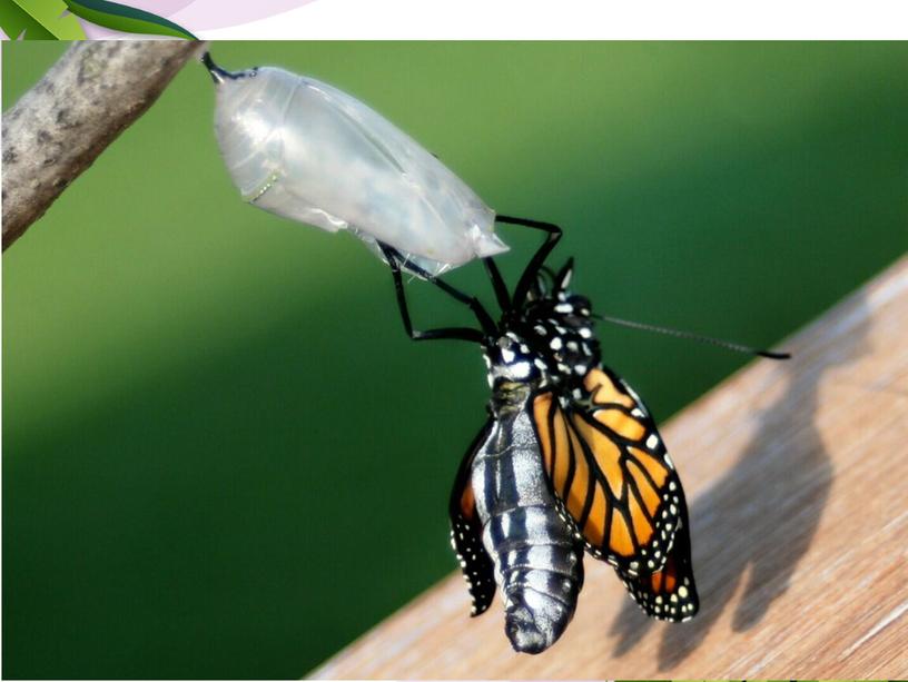 Тогда человек решил помочь бабочке