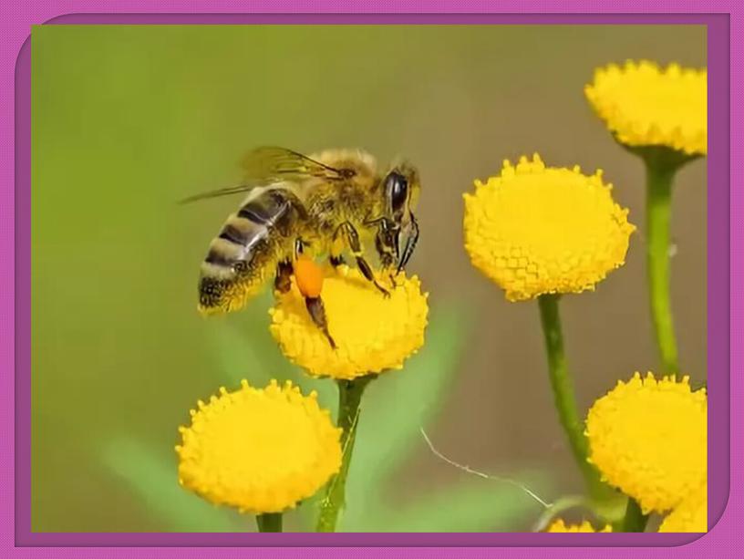 Презентация " Нет жизни на земле без пчел"