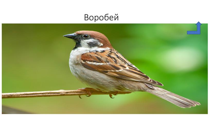 Воробей