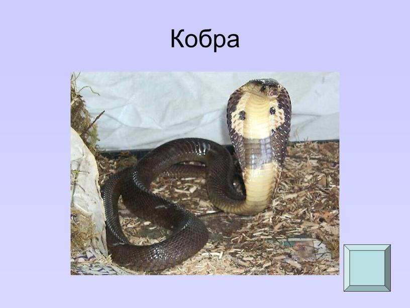 Кобра