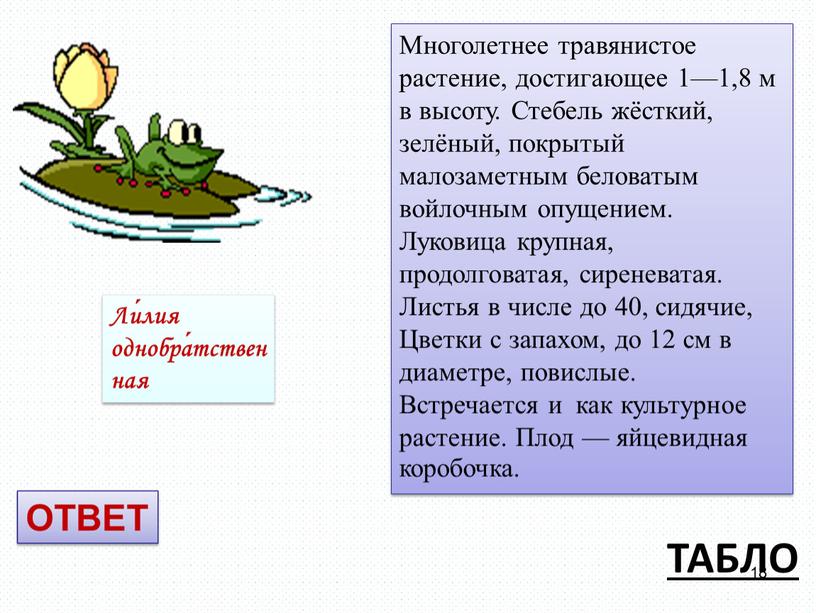 ТАБЛО Многолетнее травянистое растение, достигающее 1—1,8 м в высоту