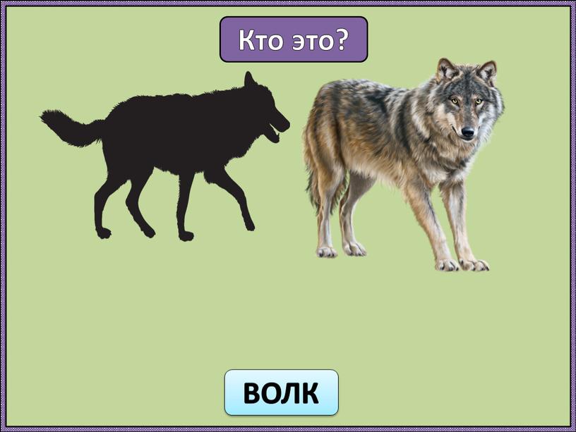 Кто это? ВОЛК