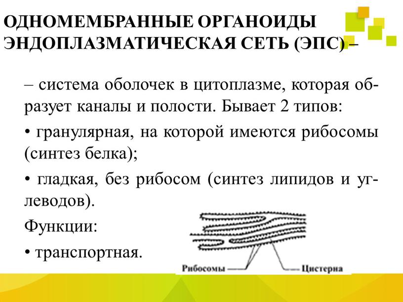 ОДНОМЕМБРАННЫЕ ОРГАНОИДЫ ЭНДОПЛАЗМАТИЧЕСКАЯ