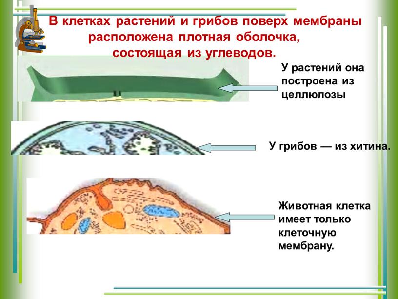 В клетках растений и грибов поверх мембраны расположена плотная оболочка, состоящая из углеводов