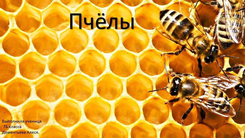 Пчёлы Выполнила ученица 7Б класса