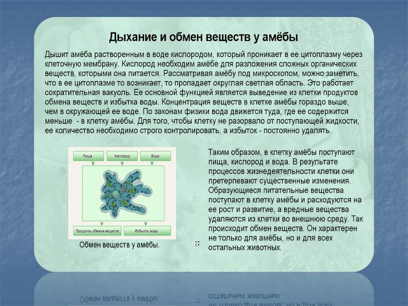 Презентация к уроку "Органы дыхания и газообмен"