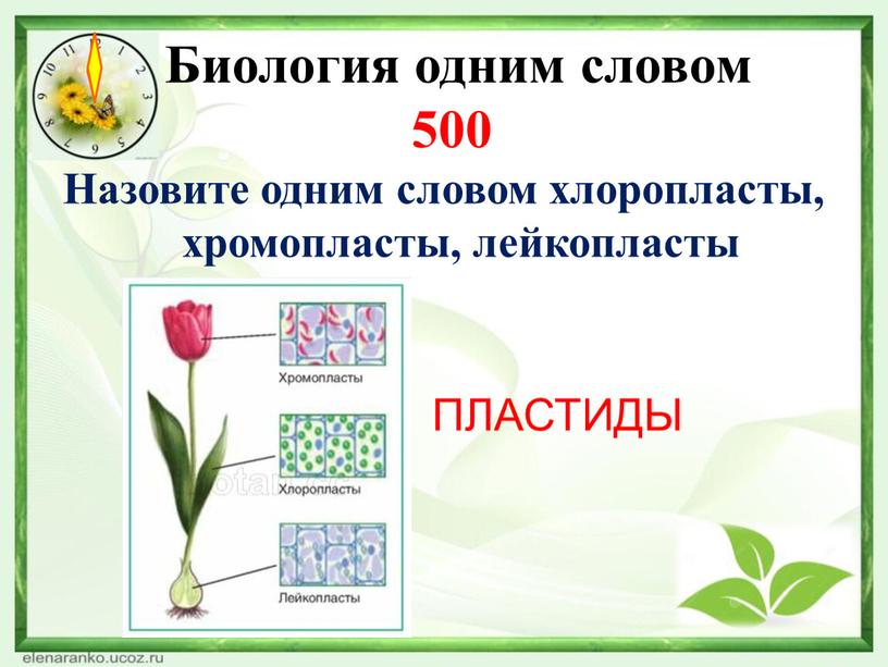 Биология одним словом 500 Назовите одним словом хлоропласты, хромопласты, лейкопласты