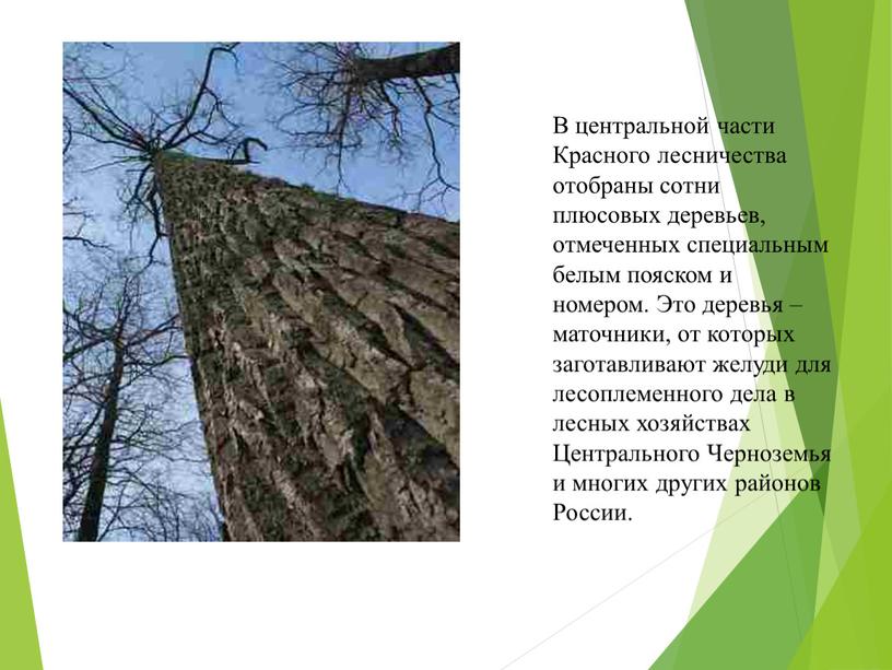 В центральной части Красного лесничества отобраны сотни плюсовых деревьев, отмеченных специальным белым пояском и номером