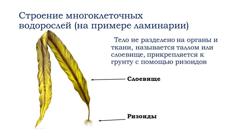 Строение многоклеточных водорослей (на примере ламинарии)