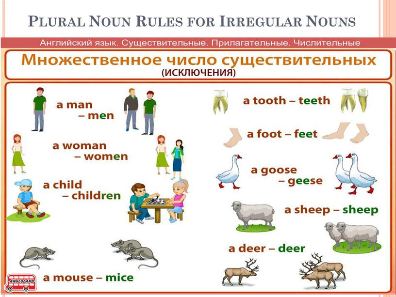 Plural Noun Rules for Irregular