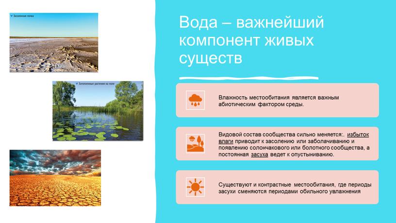 Вода – важнейший компонент живых существ